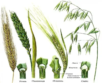 Ячмень, пшеница, рожь и овёс: в чём их сходство и разница, как отличить с  фото, что лучше для организма и возможный вред