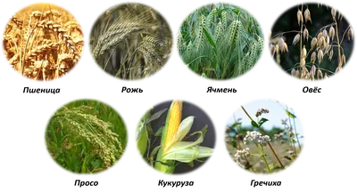 Как отличить рожь от пшеницы 🚩 как выглядит рожь 🚩 Разное