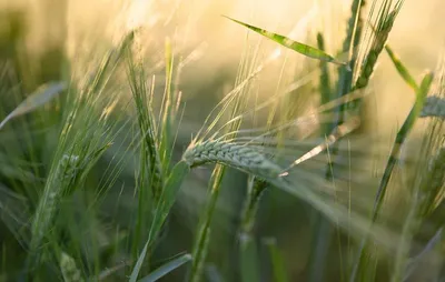 Разновидности пшеницы и опыт работы с ними (+видео Тартин с тритикале)