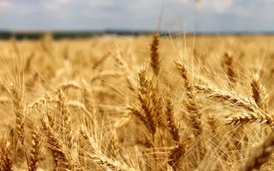 В чем разница между рожью и пшеницей | ВЫШНИЙ ГОРОД | Дзен