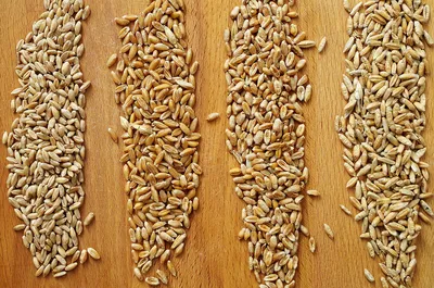 Мукомольные свойства зерна пшеницы и ржи - статьи АО \"Мельинвест\"