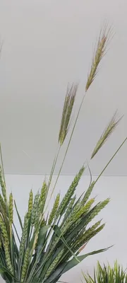 Пшеница и рожь. Отличия | Мухомор - и точка | Дзен