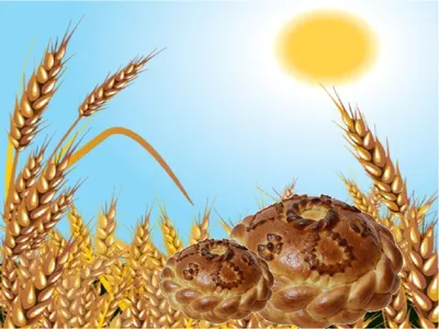 Пшеница - Wikiwand