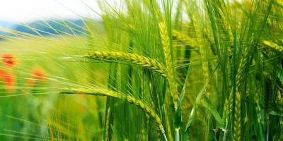 ЭСБЕ/Пшеница, в сельском хозяйстве и мировой экономике — Викитека