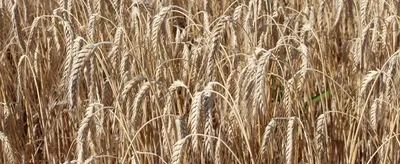 Рожь и пшеница (Много фото) - treepics.ru