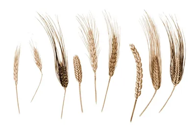 Рожь и пшеница: как выглядят злаковые, что общего и как отличить, фото