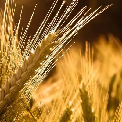 Рожь | Зерна пшеницы | Зерновые культуры | Сойкапедия