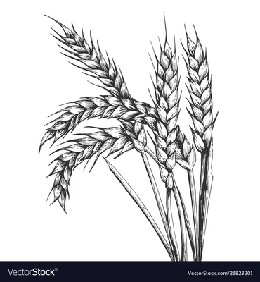 В чем отличие пшеницы от ржи? - YouTube