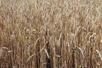 Картинки пшеница окружающий мир (69 фото) » Картинки и статусы про  окружающий мир вокруг