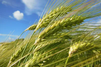 Фуражная пшеница: 5 характерных признаков и особенности такого зерна ✓  публикация АГРОСЕПМАШ