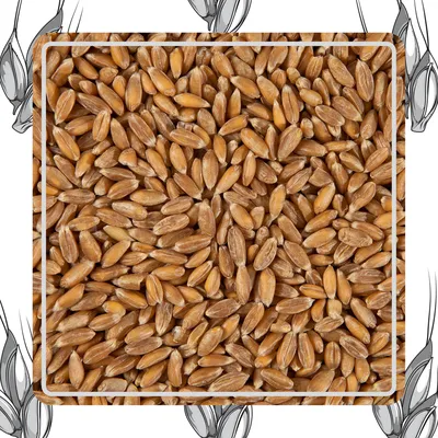Масса 1000 семян и урожайность озимой пшеницы