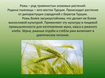 Пшеница в россии