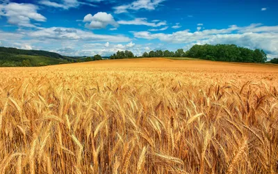 Семена Тритикале озимого купить в Украине на 2024 ᐈ Тритикале Посевное |  Агроэксперт-Трейд