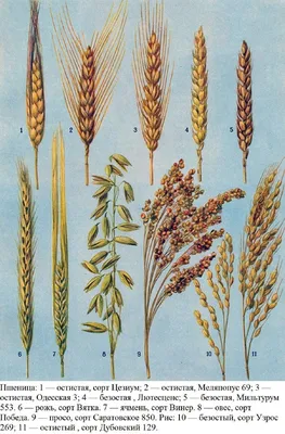 Рожь и пшеница (Много фото) - treepics.ru