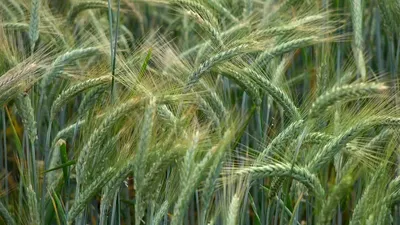 Как отличить рожь от пшеницы по внешнему виду?