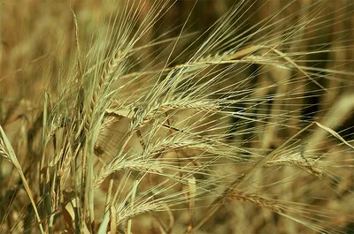 Пшеница и рожь. Сравнение зерновых культур - презентация онлайн