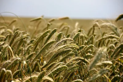 Фунгицидная защита зерновых во второй половине вегетационного периода |  «Сингента» в России