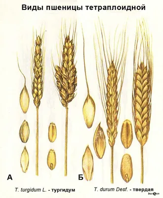 Рожь и пшеница (Много фото) - treepics.ru