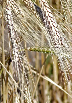 https://askanydifference.com/ru/difference-between-wheat-and-rye/