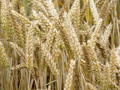 Пищевые отличия мягких и твердых сортов пшеницы » IronZen
