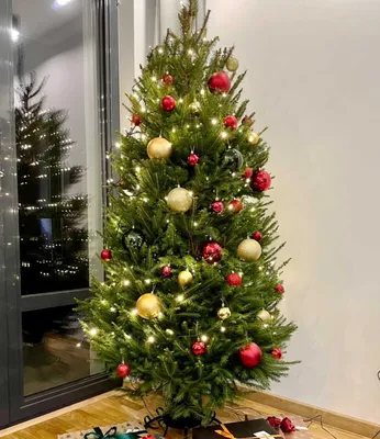 Светящаяся новогодняя елка в колбе Christmas Tree - BERI.UA — Жить легче |  Интернет-магазин