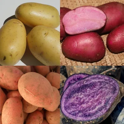 Лучшие сорта картофеля (выбираем вместе) | уДачный проект | Дзен