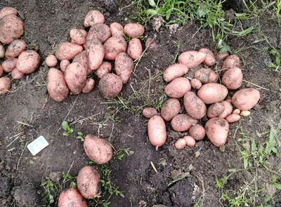 40 сортов картофеля для пюре, жарки, запекания и картошки фри | На грядке  (Огород.ru)