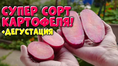 картофель сорта \"Бородянский розовый\" — купить в Красноярске. Картофель на  интернет-аукционе Au.ru