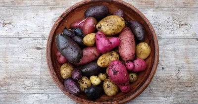 Любимые сорта картофеля: урожайные и вкусные | уДачный выбор | Дзен