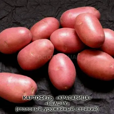 Сорта картофеля с красной кожурой и желтой мякотью