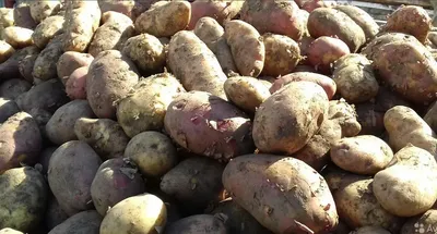 Клубни картофеля «Красавица», ТМ «ЧерниговЭлитКартофель» - 0,5 кг купить  недорого в интернет-магазине семян OGOROD.ua