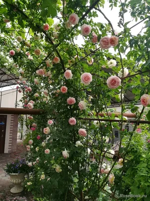 Обрезка роз весной – пышный розовый сад летом - Flowers.ua