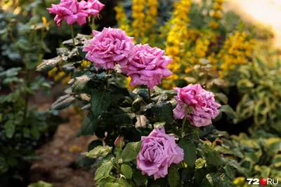 Воронежский питомник растений Розовый сад Черноземья | Официальный сайт  rose-garden-vrn.ru