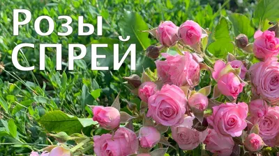 Роза-спрей сорта Классик Лидия - «Роза Лидия - маленькое разочарование.» |  отзывы