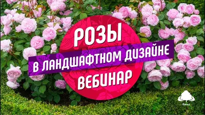 Розы для ландшафтного дизайна – музыка души — Зеленая Аура