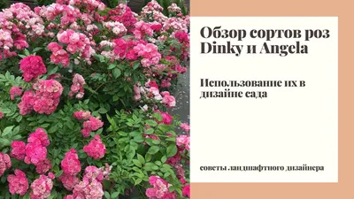Розы в дизайне сада фото фото