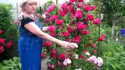 Посадка и уход за розами