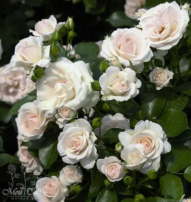 David Austin Roses | Ландшафтный дизайн садов и парков