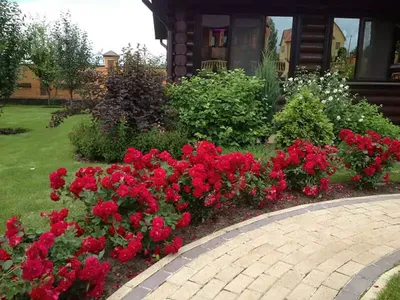 Розы в цветниках: самые эффектные сочетания - Рамблер/новости