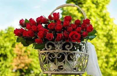 Роза Aspirin-Rose - Rosen Tantau (Германия) - купить online | Магазин «Мой  Сад»