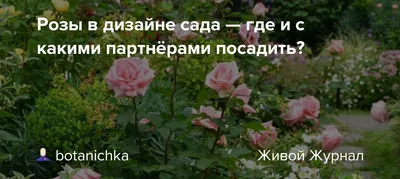 Розы и их использование в дизайне сада - lutsk.eu