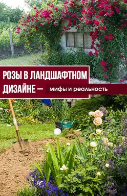 СОЗДАЁМ САД СВОИМИ РУКАМИ. ПЛЕТИСТЫЕ РОЗЫ В ДИЗАЙНЕ САДА- 2 . | МОЙ САД У  ДОМА | Дзен