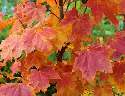 Русский клен во время осени, листья полностью цвет Стоковое Фото -  изображение насчитывающей среда, клен: 126421194