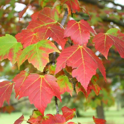 Русский клен во время осени, листья полностью цвет Стоковое Изображение -  изображение насчитывающей листво, пуща: 101426775