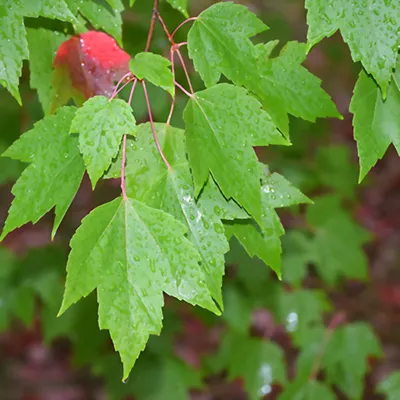 Acer palmatum 'Little Princess', Клен пальмолистный 'Литтл  Принцесс'|landshaft.info