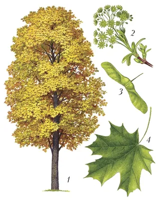 Русский клен во время осени, листья полностью цвет Стоковое Фото -  изображение насчитывающей среда, золотисто: 101427686