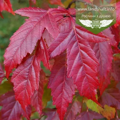 Клен красный (Acer platanoides) - Питомник и Садовый центр Русские Деревья