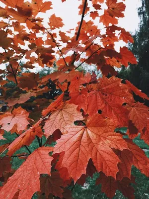 Клен красный (Acer platanoides) - Питомник и Садовый центр Русские Деревья