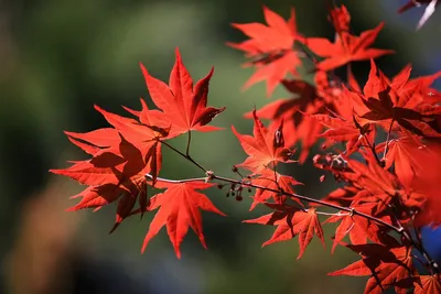 Клен красный (Acer platanoides) - Питомник и Садовый центр Русские Деревья