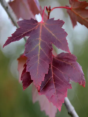 Клен белый, acer pseudoplatanus